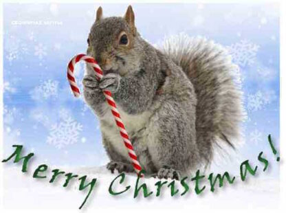 Custom Christmas Squirrel Cards